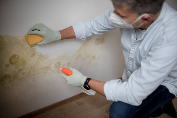 Trusted Mcmurray, PA Mold Inspection, Removal & Remediation Experts